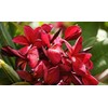 2 Ruby Red Plumeria Rare Red Plumeria 8-12 Inch Branch