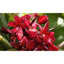 2 Ruby Red Plumeria Rare Red Plumeria 8-12 Inch Branch Cuttings Beautiful Rare