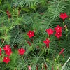 Outsidepride Red Cypress Vine Seeds - 100 Seeds