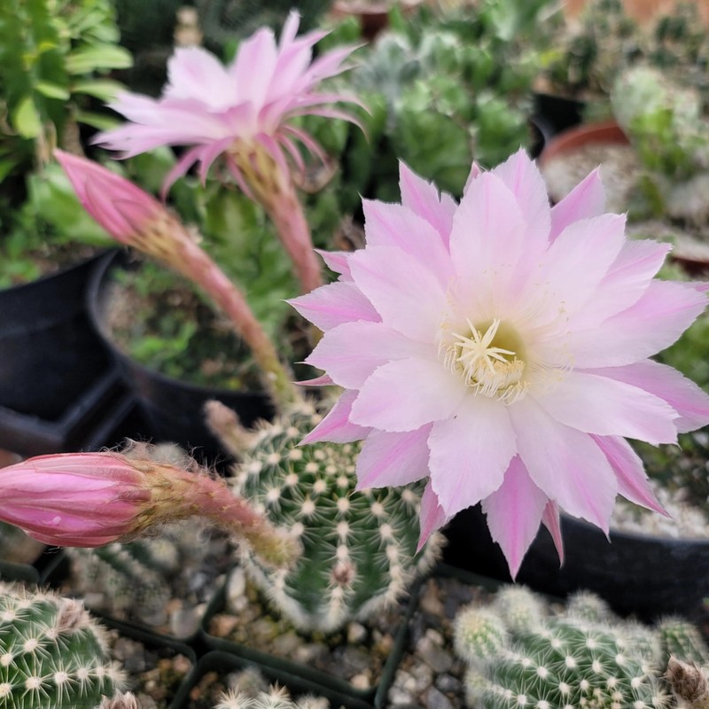 Echinobivia Hybrid Rainbow Bursts Cacti Cactus Succulent Real Live Plant