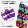 CollarDirect Martingale Dog Collar Dog Choke Collars Stainless Steel Chain