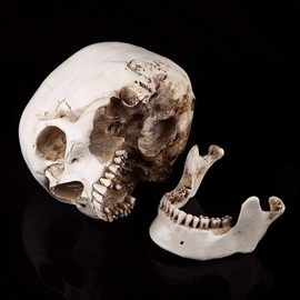 Human Skull Replica, 3-Piece Human Skull Model, Anatomical Model for the Human Skull, Suitable for Home Decor