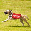 Reactive No Dogs Dog Jacket Vest Reactive Dog Give Me