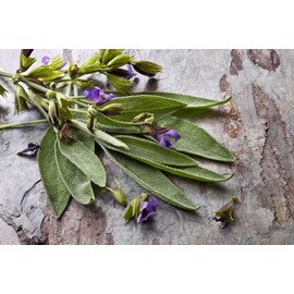 CEMEHA SEEDS - Seeds Garden Sage (Salvia Officinalis) Non GMO Herbs for Planting
