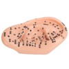 Ear Sticker Acupuncture Kit 600pcs Ear Massage Sticker Acupuncture Model