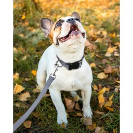 FunTags Reflective Dog Collar, Sturdy Nylon Collars for Small Girl and Boy Dogs, Adjustable Dog Collar with Quick Release Buckle, Gray