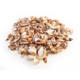 Florida Shells and Gifts 8 oz (2 Cup) Very Tiny Brown White Coquina Micro Shells (1/4") Beach Arts Crafts