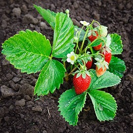 Strawberry Fruit Garden Seeds - Berri Basket White Hybrid - 10 Seeds - Non-GMO Fruit Gardening