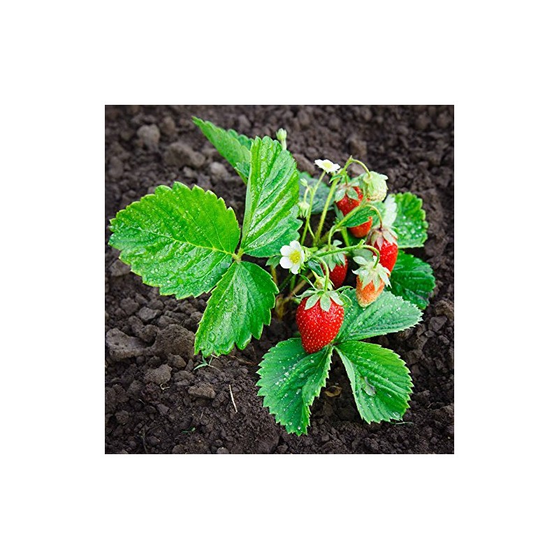 Strawberry Fruit Garden Seeds - Berri Basket White Hybrid -