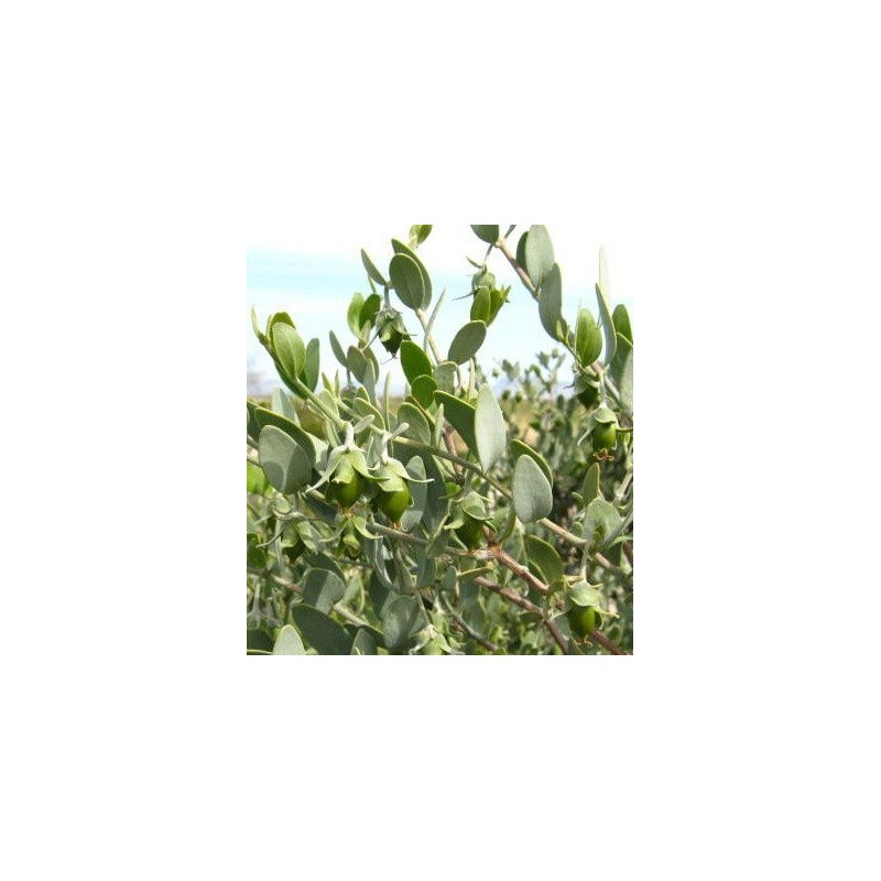 BOTANICAL PREMIUM Series Jojoba Oil & Pure Soap Set