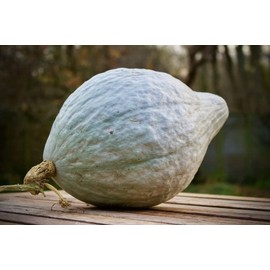 TomorrowSeeds - Blue Hubbard Squash Seeds - 20+ Count Packet - for 2024 Winter Gray Blue Pumpkin Butternut Jarrahdale Queensland USA