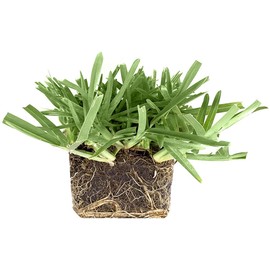 St. Augustine 'Floratam' 3 Inch Sod Plugs - 72 Extra Large Live Plugs - Drought, Salt and Shade Tolerant Turf Grass
