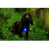 Mountain Paws Dog Collar Safety Light, 4 Colour Modes &