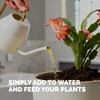Christmas Cactus Fertilizer – Liquid Plant Food for More Blooms,