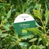 NeoOrganic® Organic Laurel Oil (Laurus Nobilis) 100% Natural Organic Essential