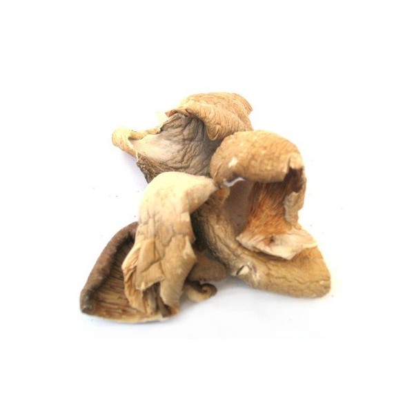 Dried Oyster Mushrooms - 4 oz. Life Gourmet Shop