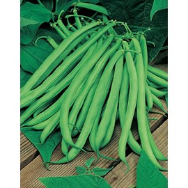 Bean Blue Lake Great Heirloom Garden Vegetable by Seed Kingdom 30 Seeds
