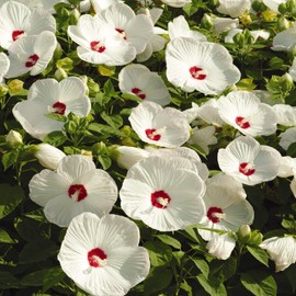 Outsidepride Hibiscus Luna White Flower Seeds - 10 Seeds