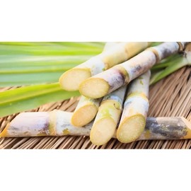 Caña Verde De Azúcar 27 Piezas Para Sembrar oferta