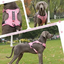 Veterinaria: UNA MASCOTA Pechera Arnés De Seguridad para Perro Chico Mediano Y Grande con Correa 1.5m (Rosa, M)