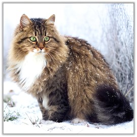 Noel Tatt Charity Christmas Card, Single - Christmas Cards 2024 with Snowy Cat Design - Eco-Friendly Xmas Cards with Envelope