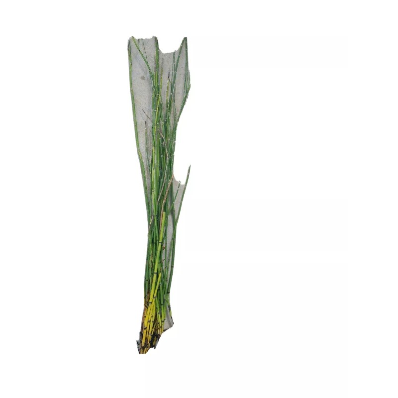 15 x Horsetail Reed Bamboo Looking Zen Garden & Pond