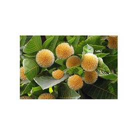 Adina cordifolia 20 Seeds Rare Kadam Tree Kadamba Ancient Look for Bonsai Ornamental or Specimen Plant Small Pink Blossoms Winter Interest