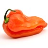 Pepper-Orange Habañero 200 Seeds