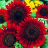 Red Sun Sunflower 50 Pcs Seeds - Helianthus Annuus Flowers