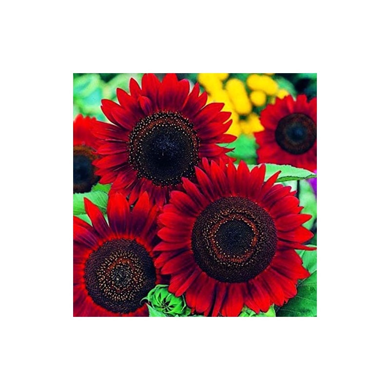 Red Sun Sunflower 50 Pcs Seeds - Helianthus Annuus Flowers