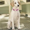 Collares de Perro Personalizados con Nombre, Grabado Personalizado Perros Collar
