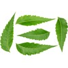 Rani Fresh Neem Leaves 1oz (28g) Pack of 1 ~
