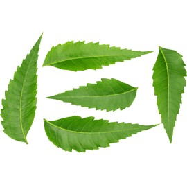 Rani Fresh Neem Leaves 1oz (28g) Pack of 1 ~ All Natural | Vegan | Gluten Friendly | NON-GMO | Product of USA
