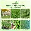 Outsidepride Ryegrass Seeds - 50 lb. Annual, Hardy & Fast-Growing,