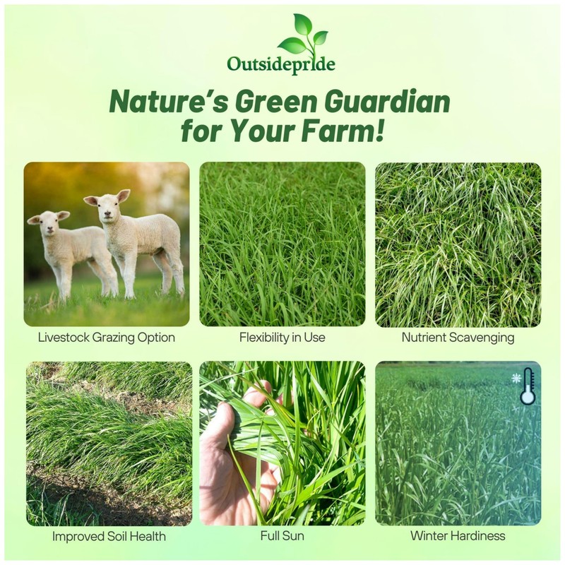 Outsidepride Ryegrass Seeds - 50 lb. Annual, Hardy & Fast-Growing,