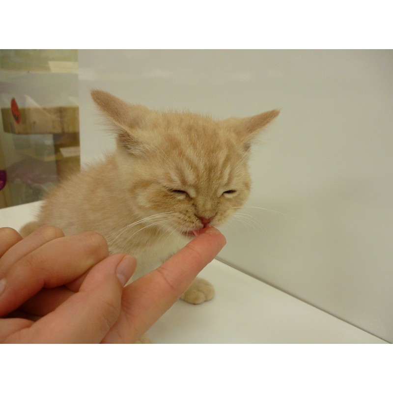 プラッツ (PLATZ) PLATZ PET SUPPLISES&FUN(プラッツ) ペット用デンタルケアー デンタルローション ジェルタイプ ペット用