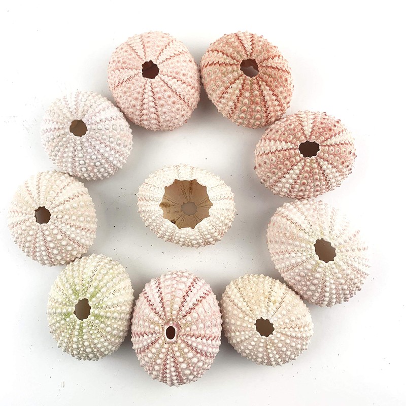 Worlds Natural Pink Sea Urchins for Air Plants,Craft and Decorations