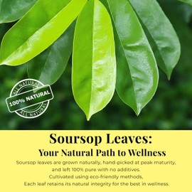 200+ Dried Soursop Graviola Leaves, Hojas de Guanabana Secas, Whole Dried Soursop Leaves, Leaf Tea, Non-GMO, Caffeine-free. Pack of 1