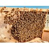 Imkerei Beck® - Bee Bread/Perga Fermented Open-minced Flower Pollen from