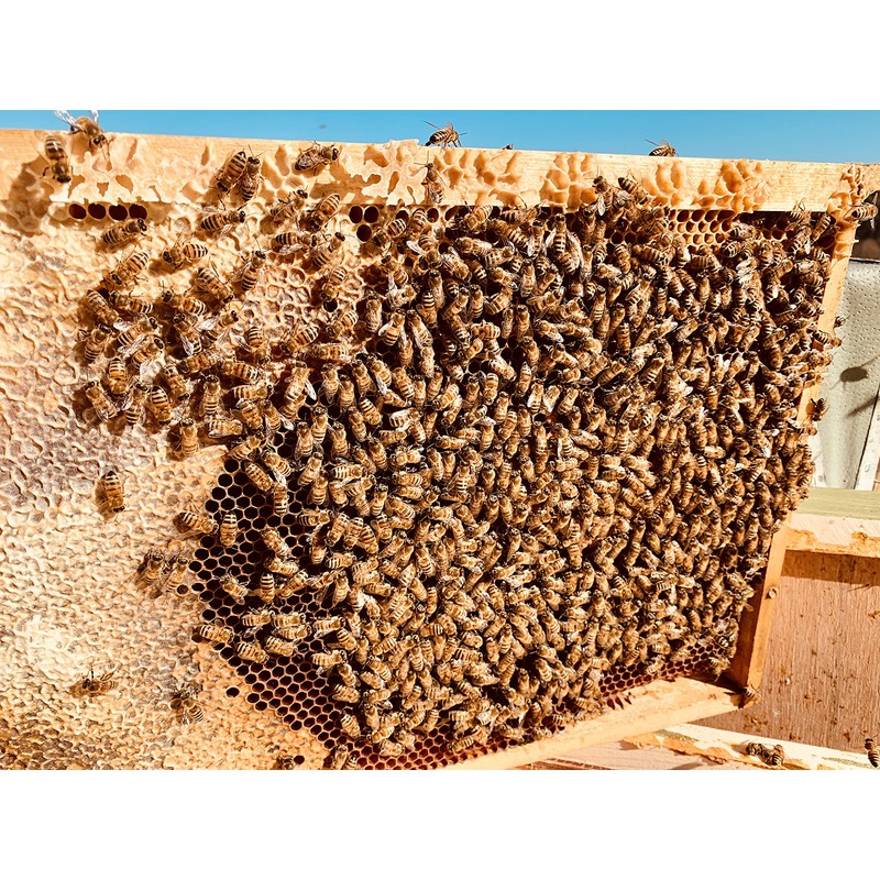 Imkerei Beck® - Bee Bread/Perga Fermented Open-minced Flower Pollen from