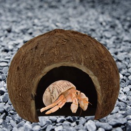 Natural Coconut Hut for Hermit Crabs, Reptile Hideout Spacious Tunnel for Small Pets, 5 x 4 Inches