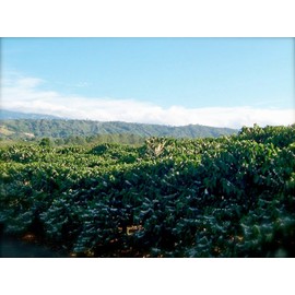 FVLFIL MANDOYV Fleur de Cafe Mountain Blossom Eau de Parfum 50 ml