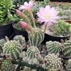 Echinobivia Hybrid Rainbow Bursts Cacti Cactus Succulent Real Live Plant