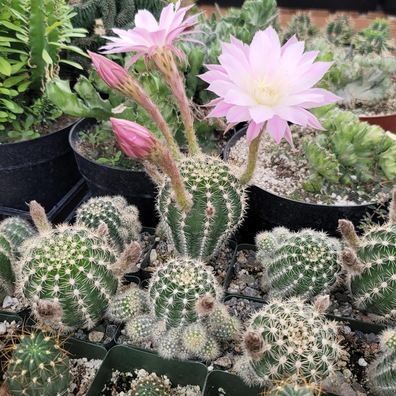 Echinobivia Hybrid Rainbow Bursts Cacti Cactus Succulent Real Live Plant