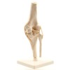 HeineScientific Human Knee Model