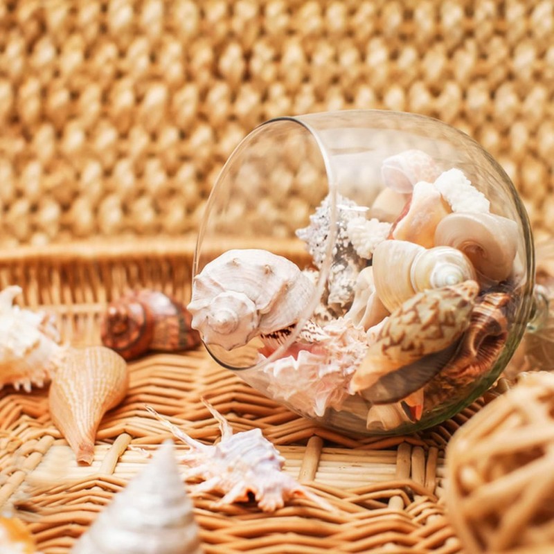 Shells Mixed, Natural Shells, Beach Shells, Craft Shells, Decorative Shells,