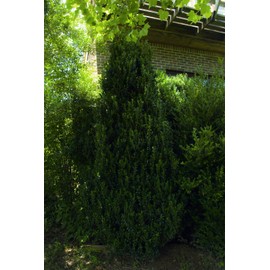 Fastigiata Boxwood - Live Plant Shipped 1 to 2 Feet Tall by DAS Farms (No California)