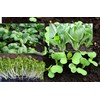 4000 Baby Bok Choy Seeds for Planting - Cải Thìa