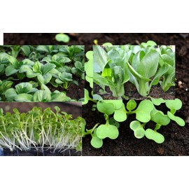 4000 Baby Bok Choy Seeds for Planting - Cải Thìa - AKA. Pak Choi, Chinese Cabbage, Bok Choi, Heirloom, Non-GMO Vegetable Variety Also use as White Stem Pak Choi Microgreen Seeds Cải thì mầm
