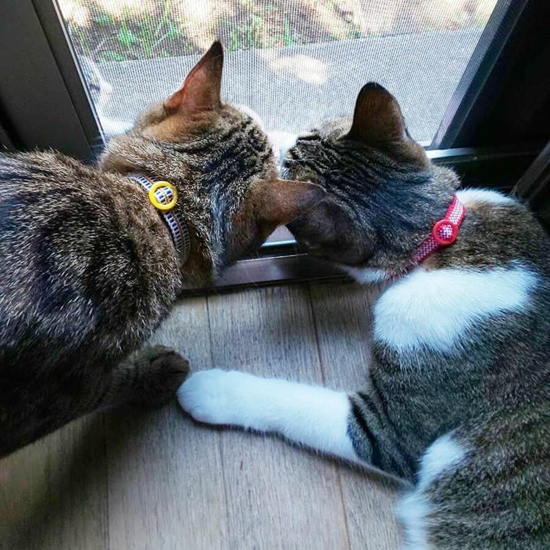 Cat Warrior Collar (Uses Sanada Cord) (Checkered/Green x Purple)